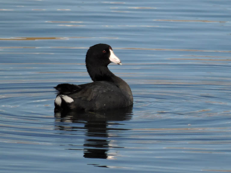 American Coot