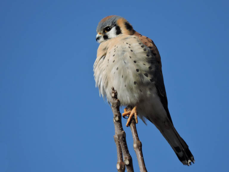 American Kestral
