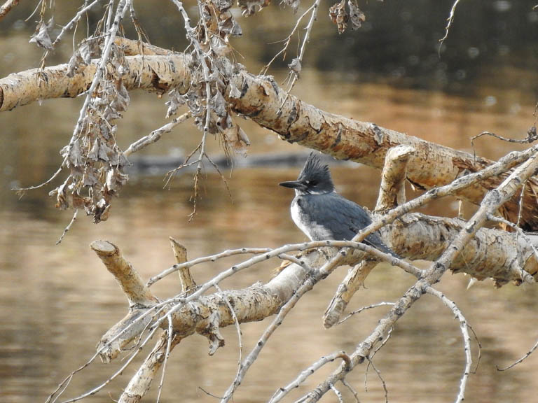 Belted Kingfisher
