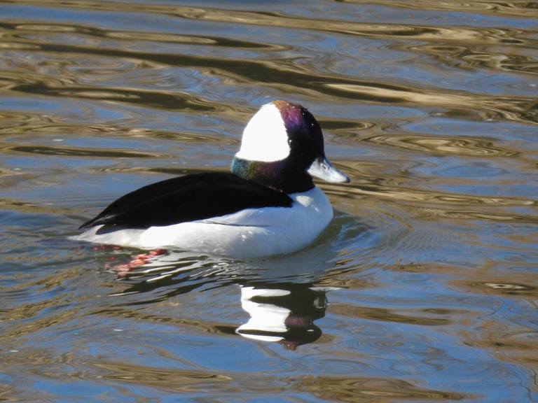 BuffleHead