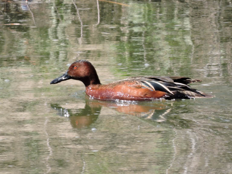 Cinnamon Teal
