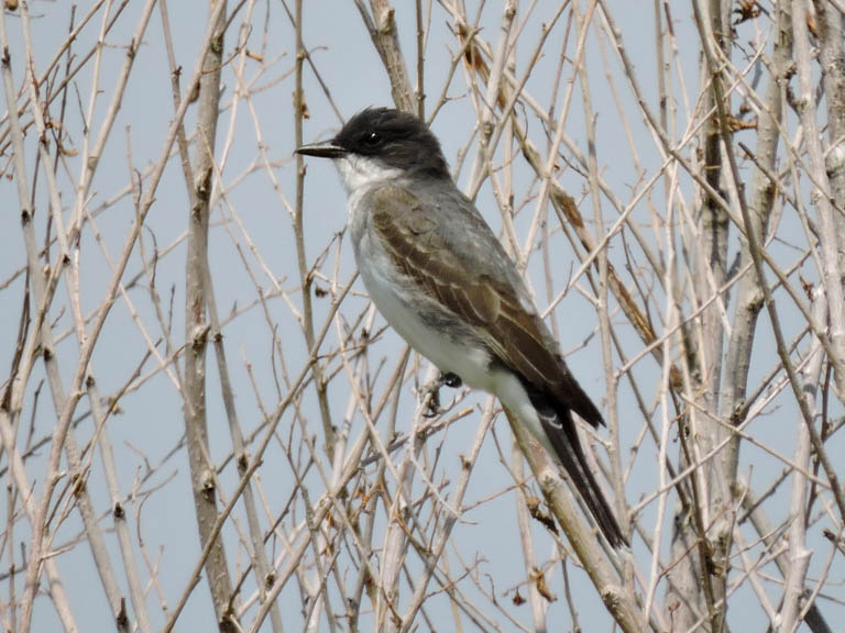 Eastern Kingbird