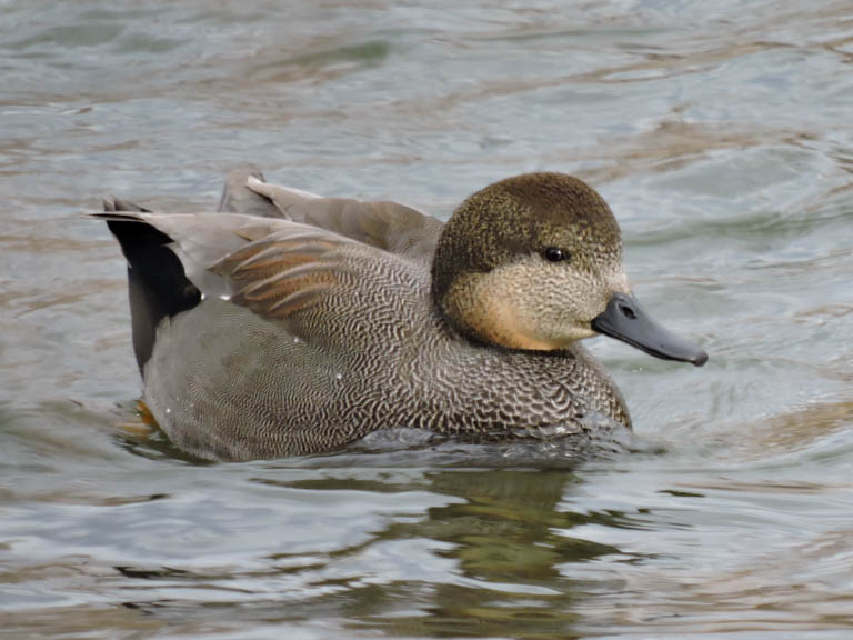 Gadwall