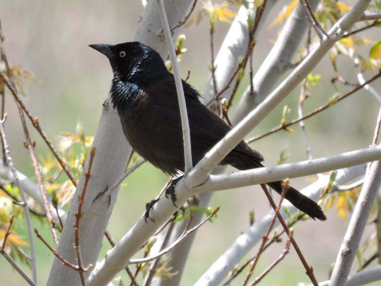 Grackle