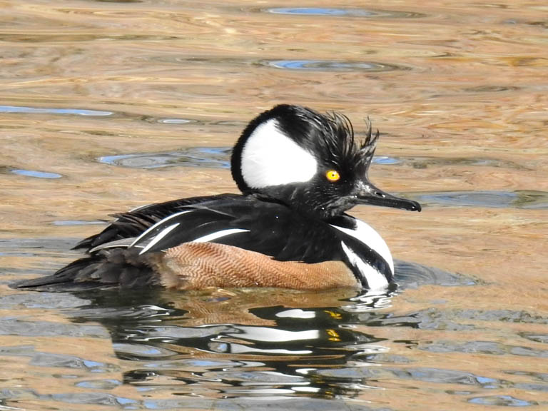 Hooded Merganser (Male)