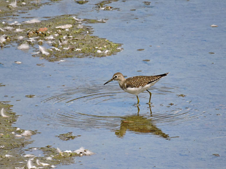 Solitary Sandpiper