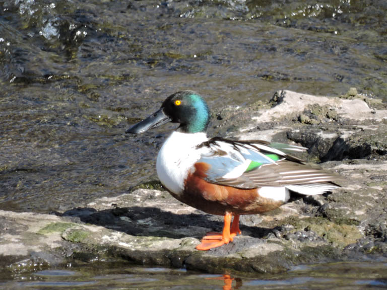 Northern Shoveler