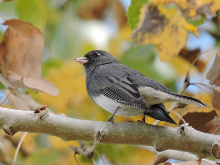 Slate Colored Junco