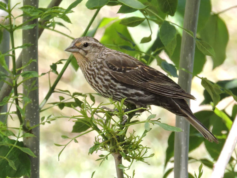 Song Sparrow