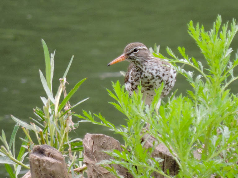 Spotted Sandpiper