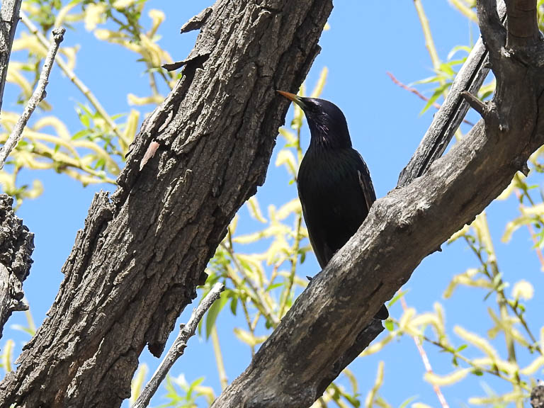 Starling