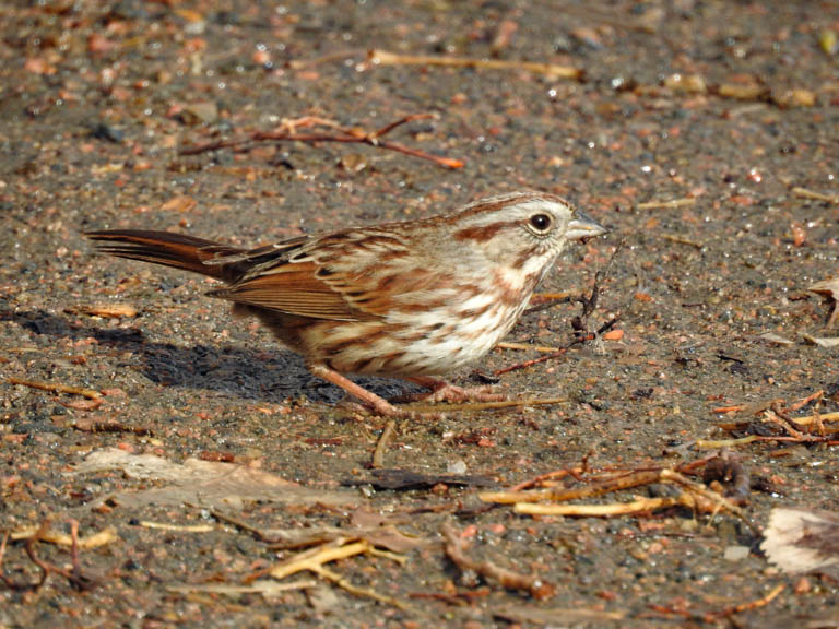 Fox Sparrow