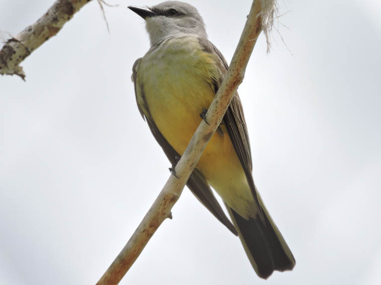 Western Kingbird