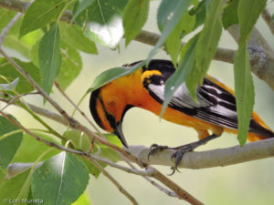 Bullock's Oriole along the South Platte River Denver Colorado