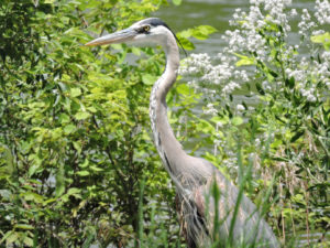 Great Blue Heron along the South Platte River
