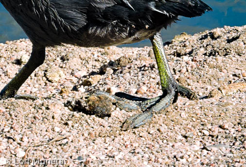 A close up American Coot feet
