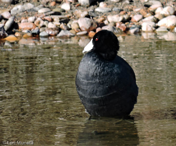 American Coots also known as Mud Hens
