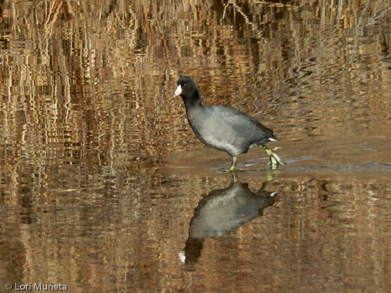 American Coot walking along the South Platte River near Denver Colorado