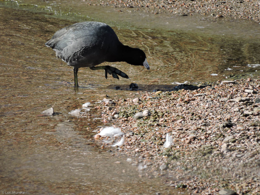 American Coot along the shores of the South Platte River in Denver