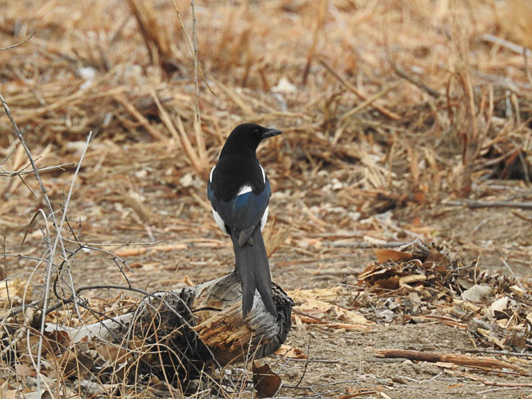Magpie