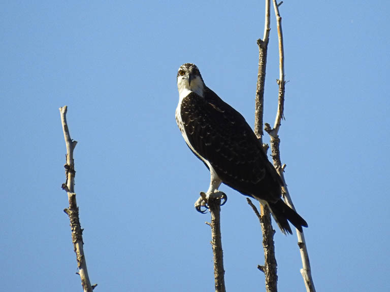 Osprey