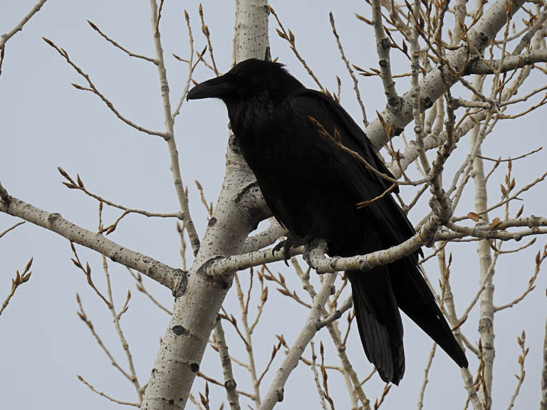 Raven
