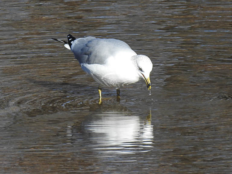 Ring-billed Gull