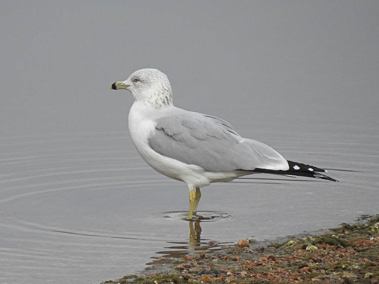 Ring-billed Gull
