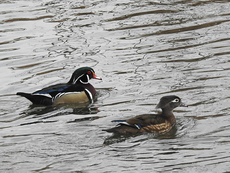 Wood Duck