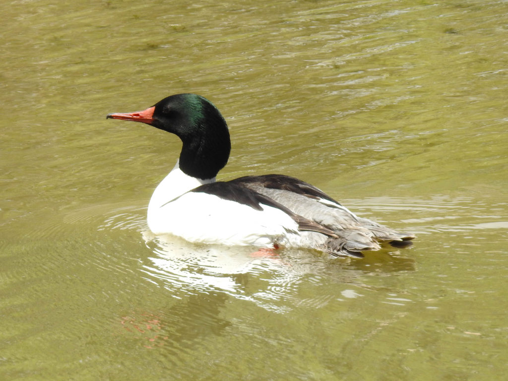 Common Merganzer along the South Platte River Denver Colorado