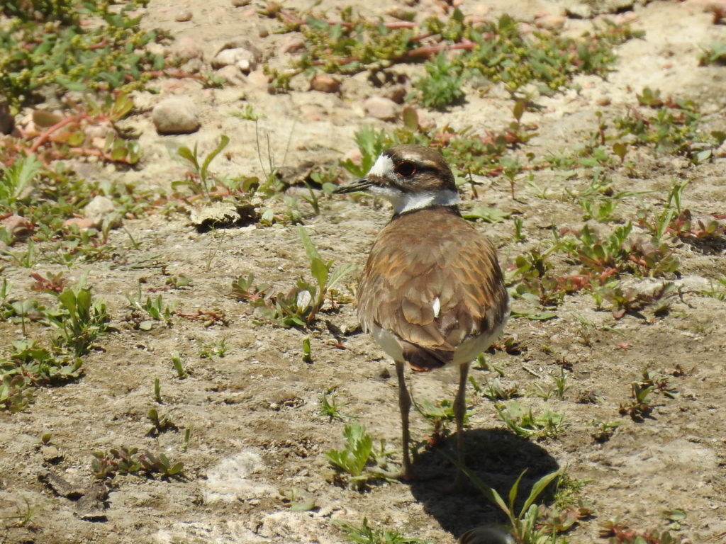Killdeer along the South Platte River Denver Colorado