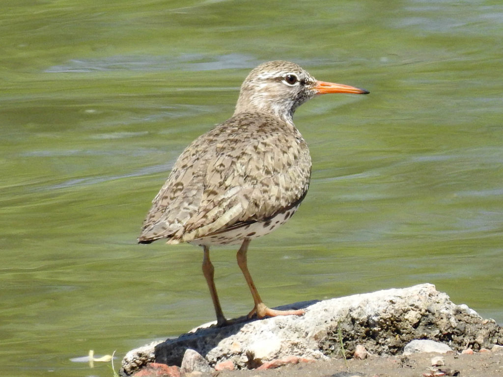Spotted Sandpiper along the South Platte River Denver Colorado