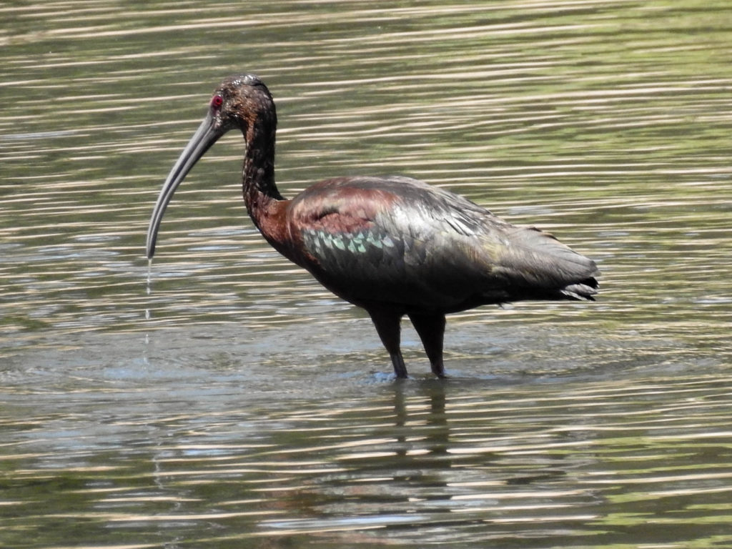 White-faced Ibis along the South Platte River Denver Colorado
