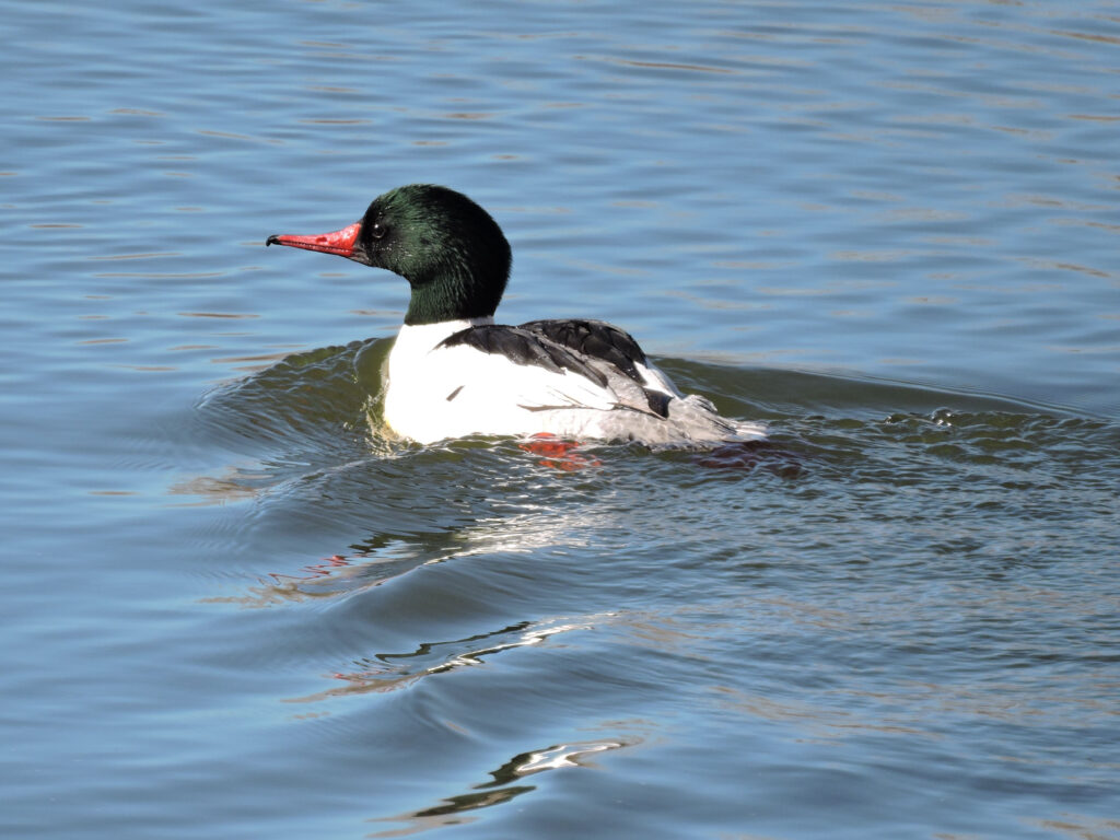 Common Merganser (Male)