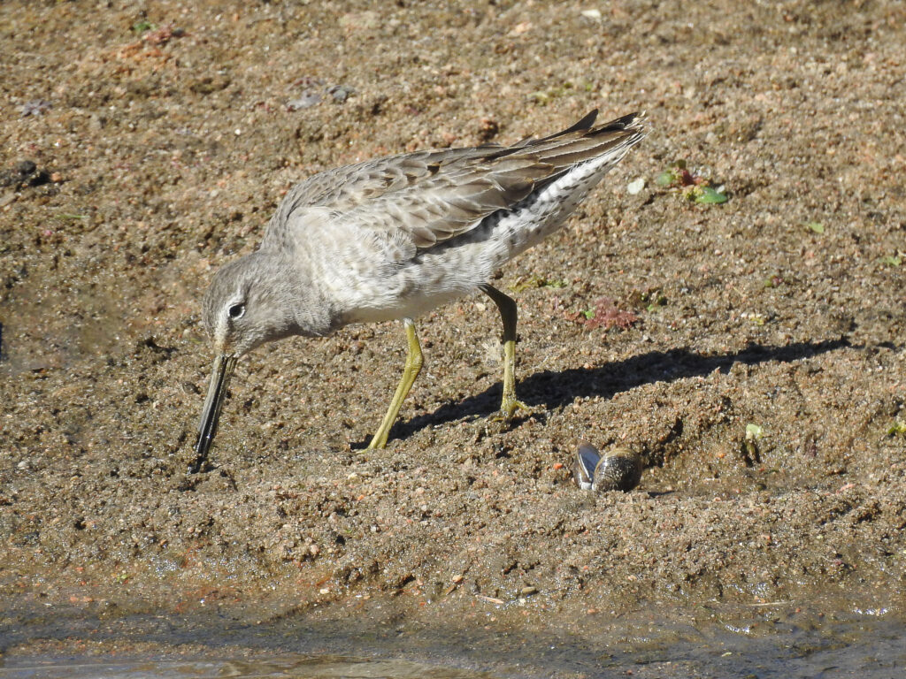 Long-billed Dowitcher