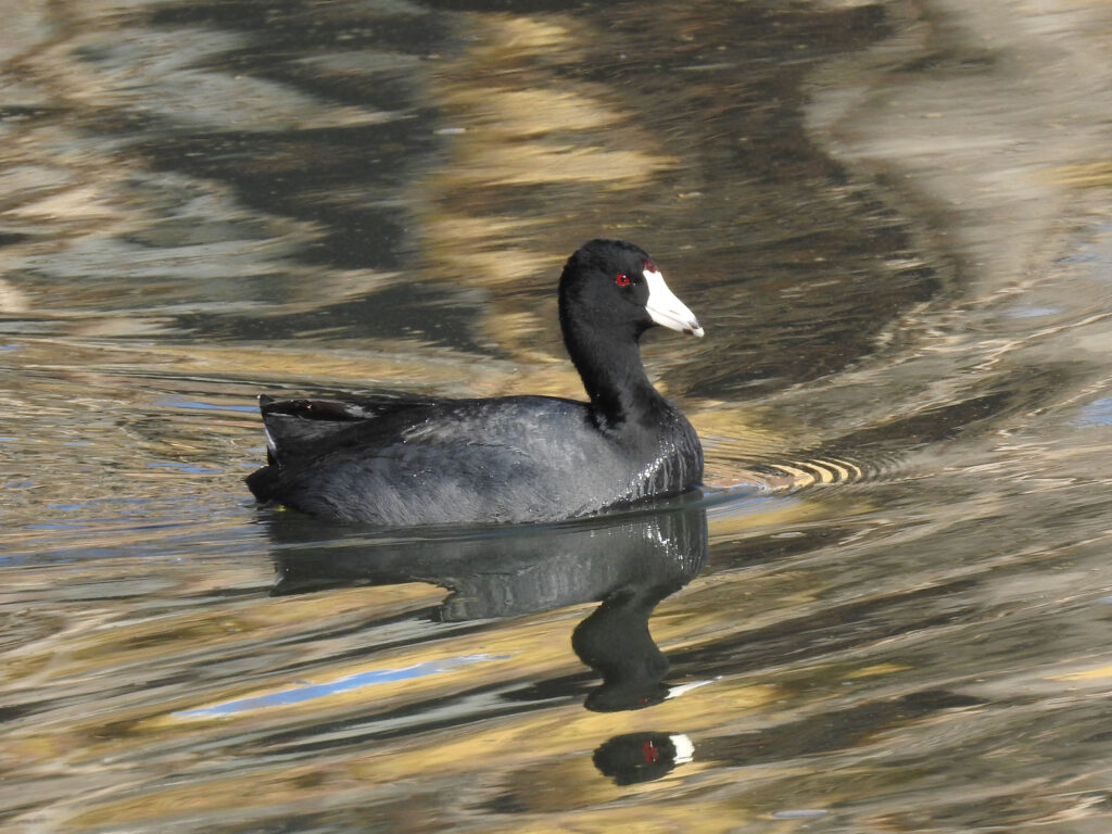 American Coot