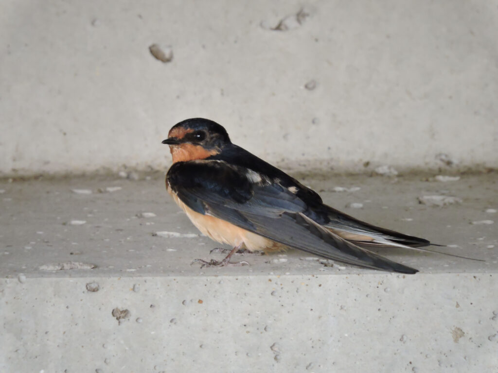 Barn Swallow
