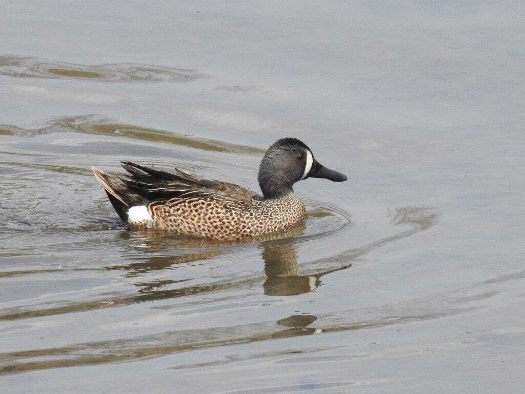 Blue-winged Teal