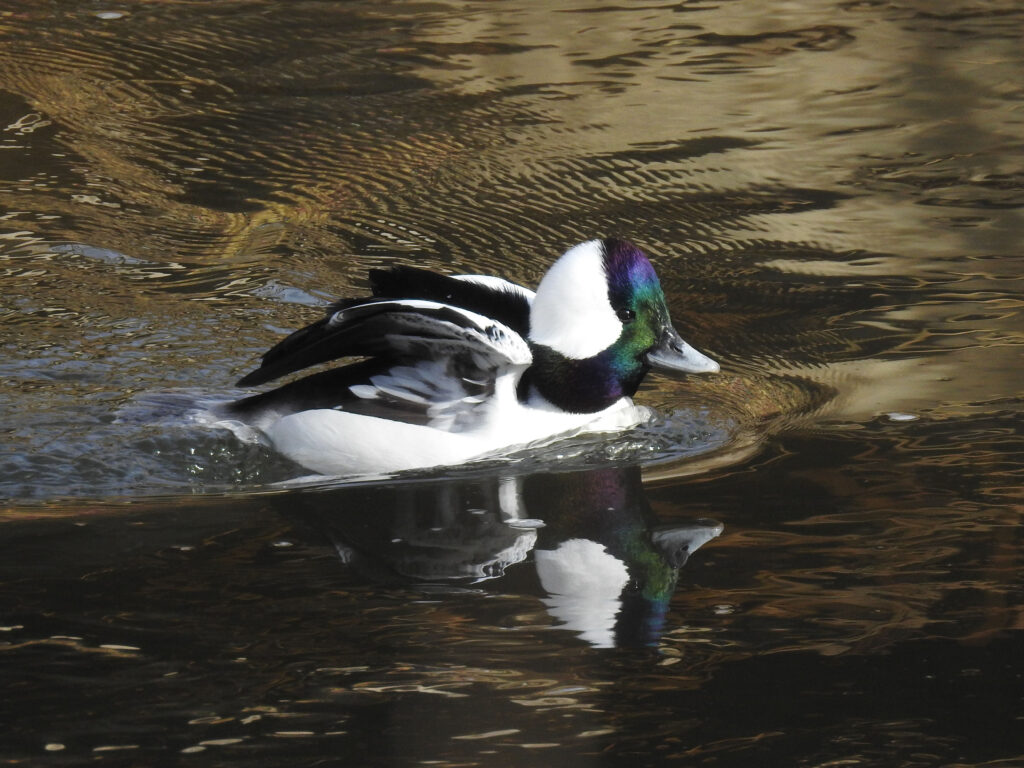 Bufflehead