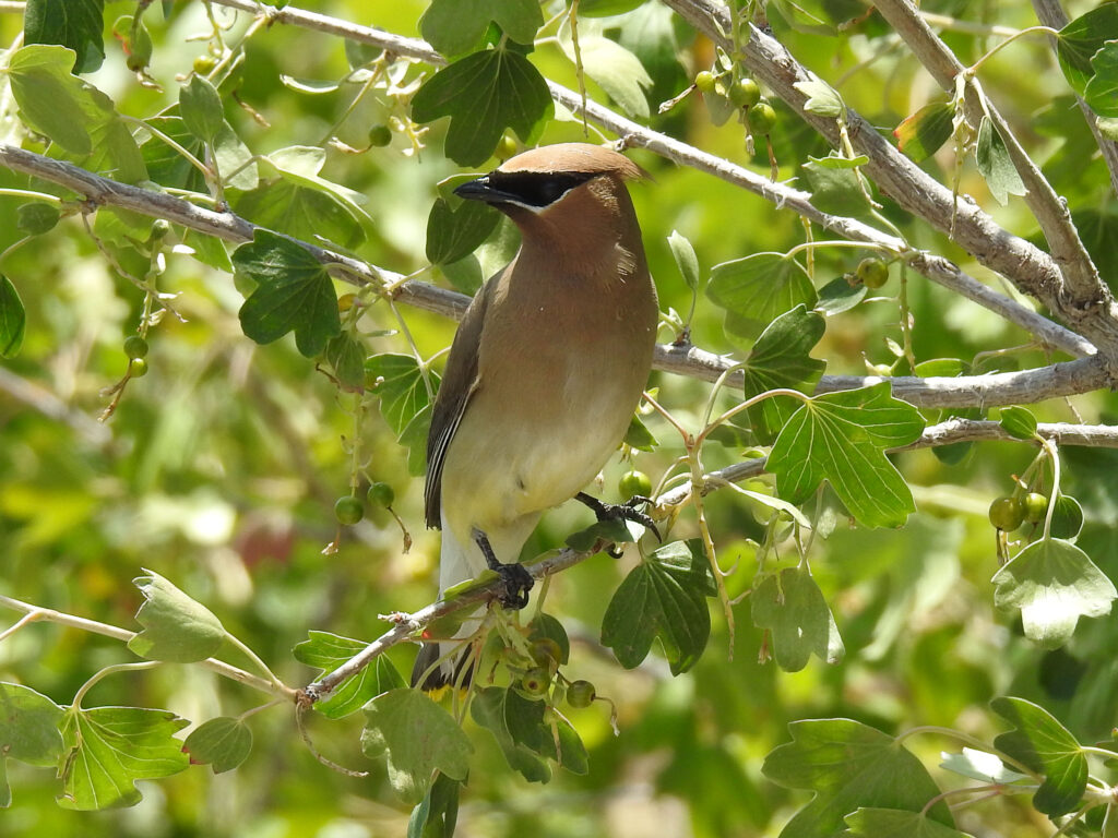 Cedar Waxwing