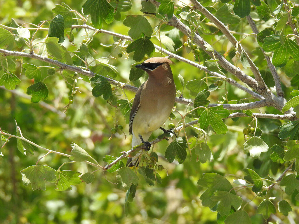 Cedar Waxwing