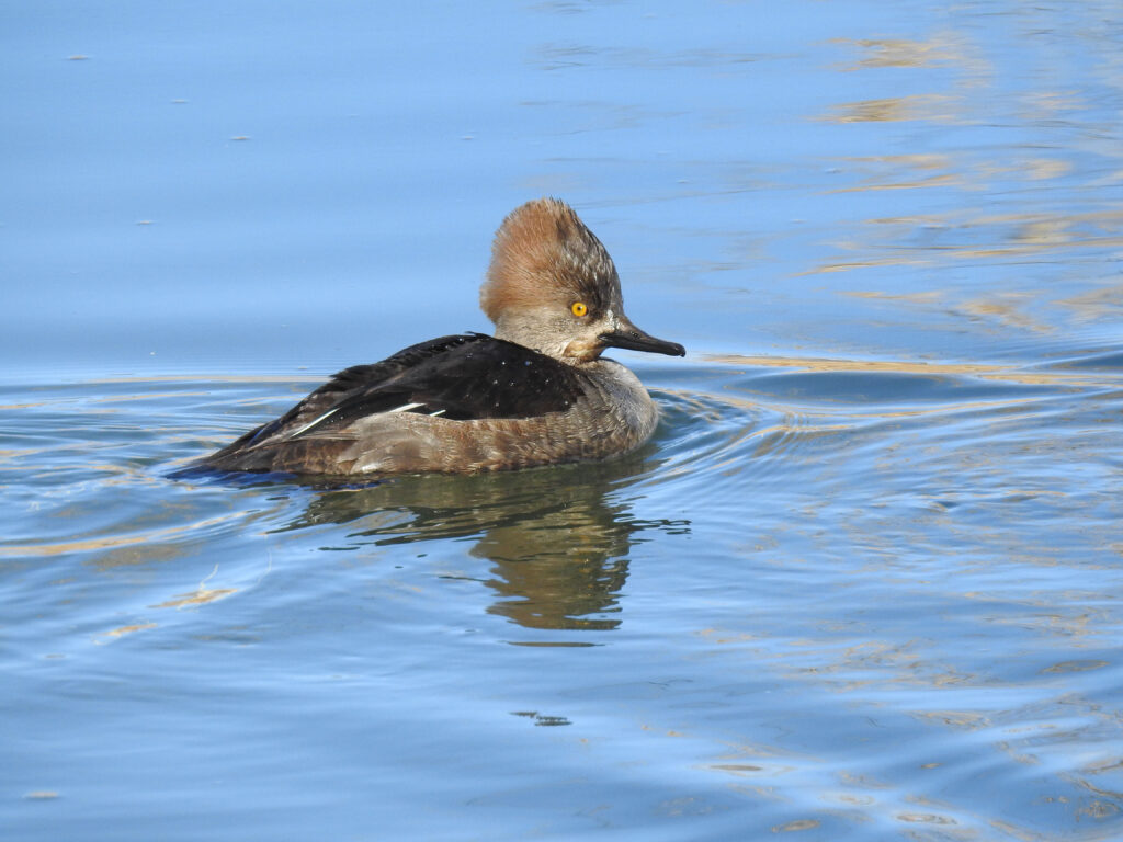 Hooded Merganser (Female)
