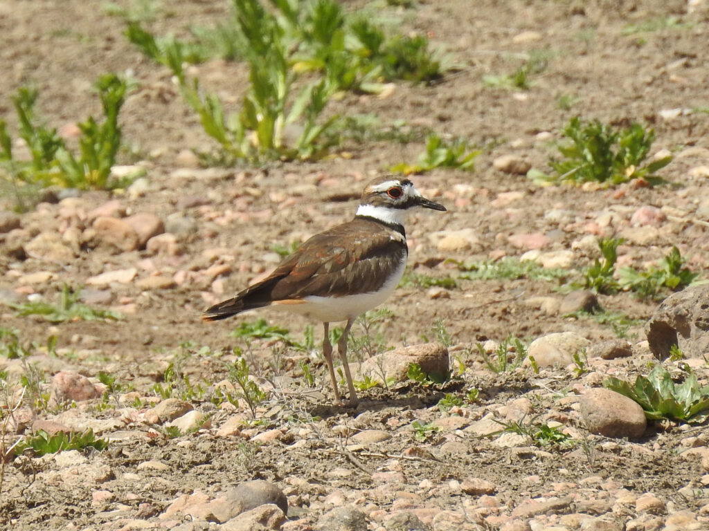 Killdeer