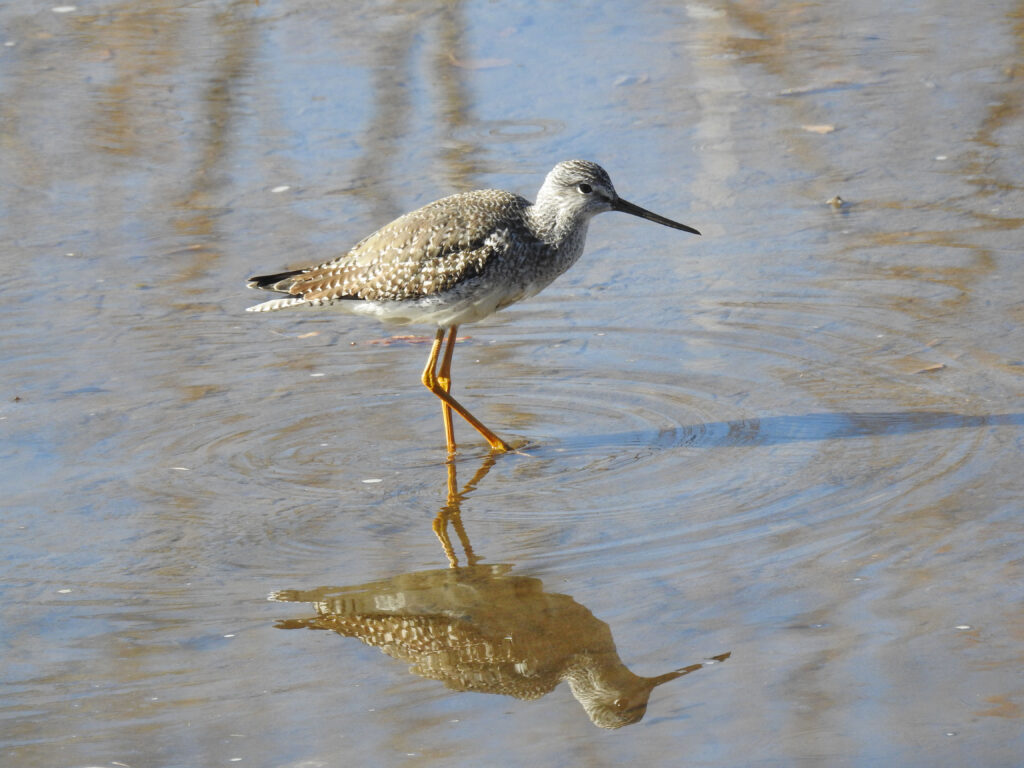 Lesser Yellowlegs