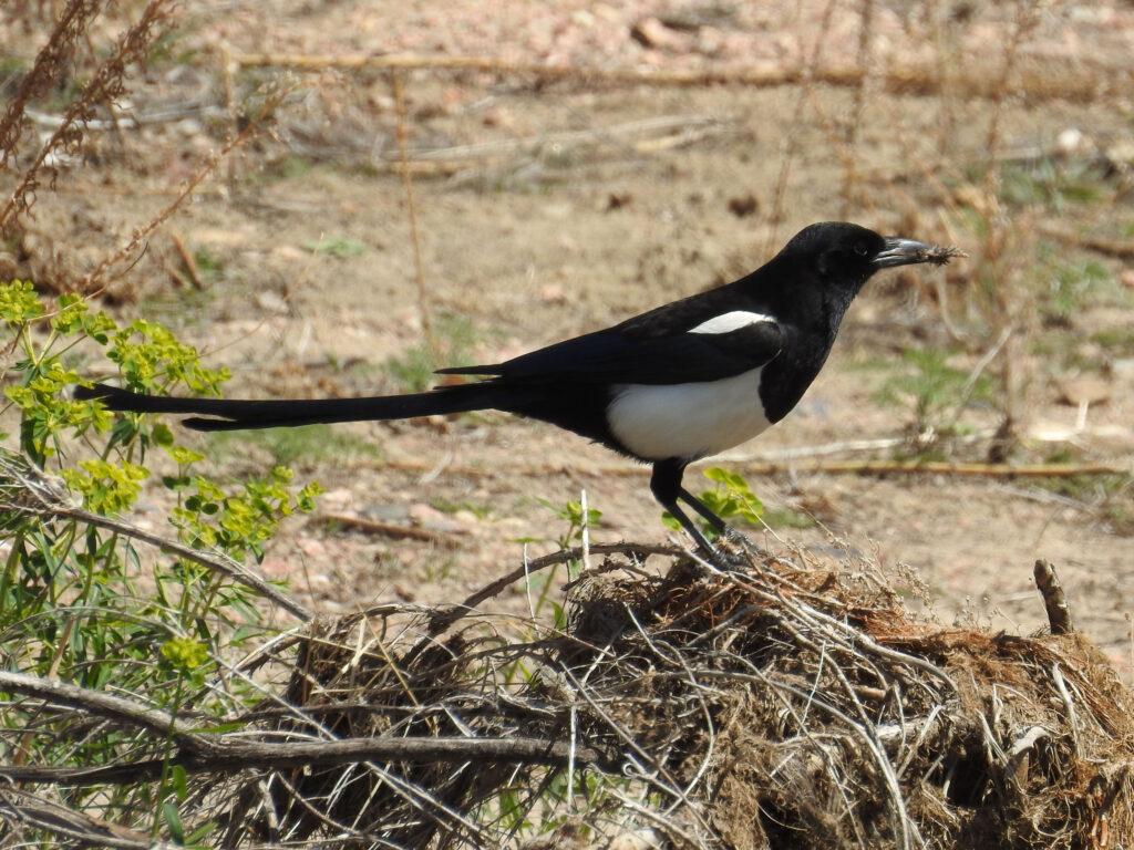 Magpie