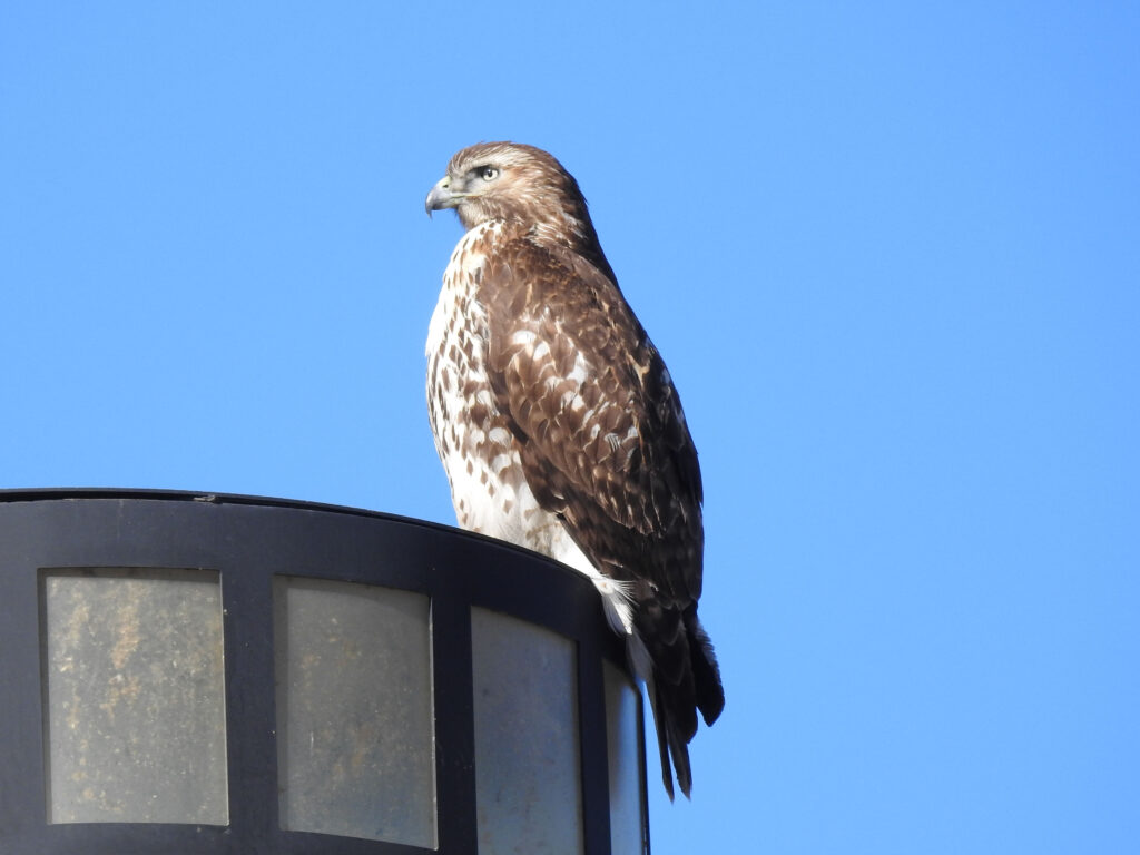 Red-tailed Hawk