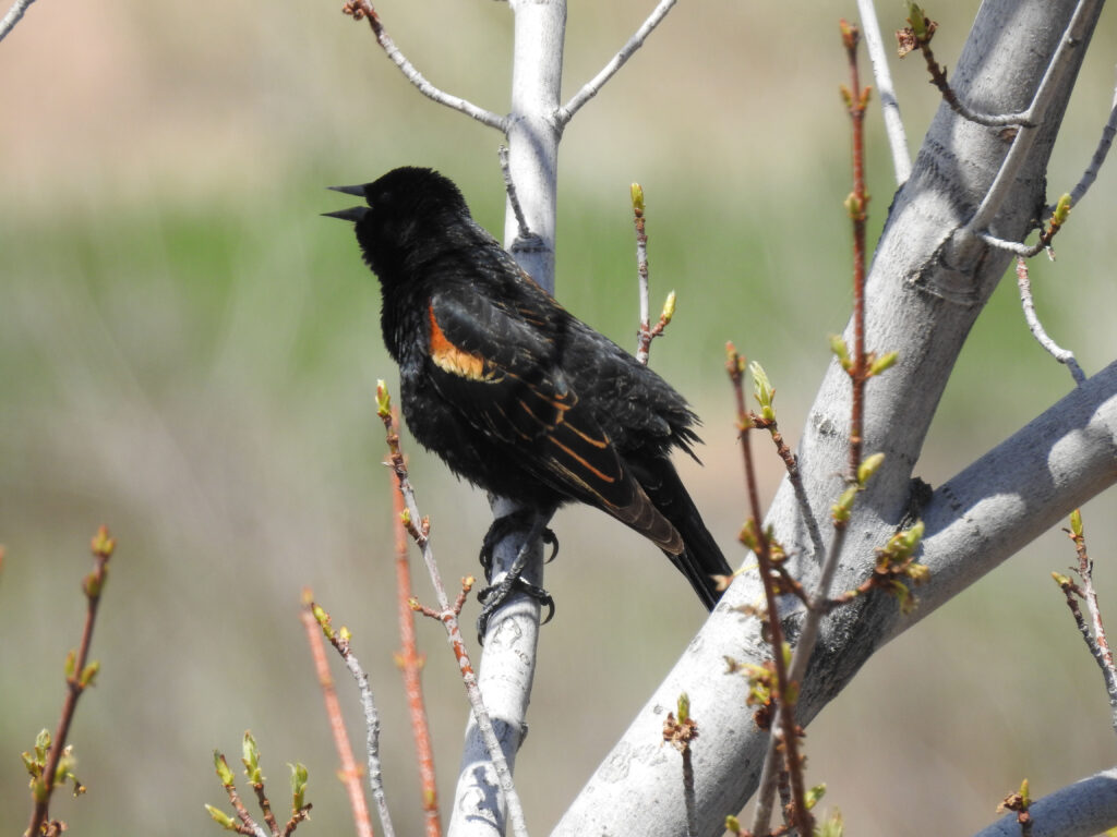 Red-winged Blackbird