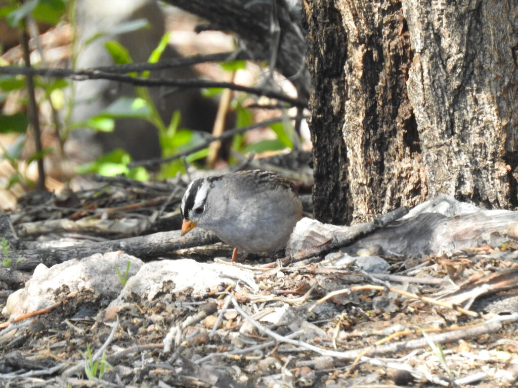 White-crowned Sparrow