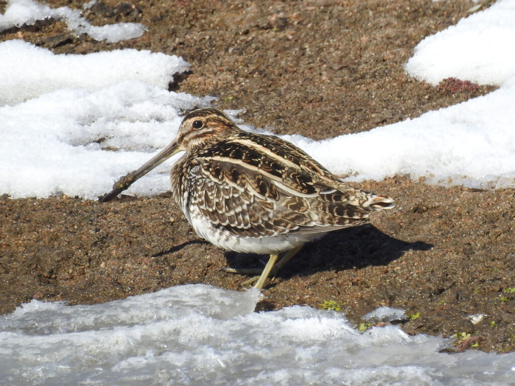 Wilson's Snipe